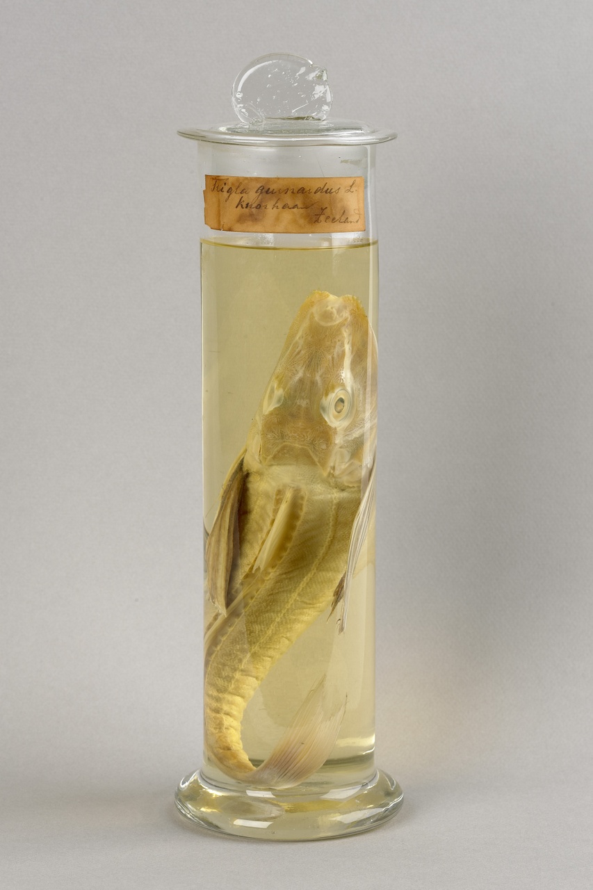Eutrigla gunardus (Linnaeus, 1758), Grauwe poon, alcoholpreparaat