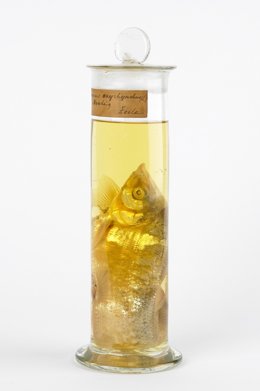 Coregonus oxyrhinchus, Linnaeus, 1758, Houting, alcoholpreparaat