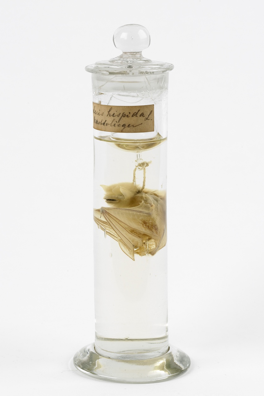 Nycteris hispida (Schreber, 1775), Spleetneusvleermuis, alcoholpreparaat