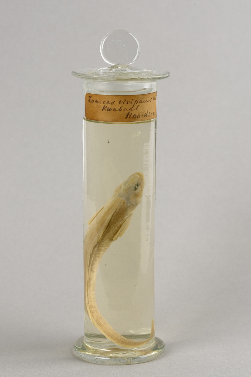 Zoarces viviparus (Linnaeus, 1758), Puitaal, alcoholpreparaat