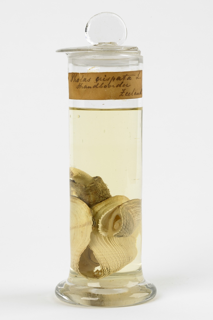 Zirfaea crispata (Linnaeus, 1758), Ruwe Boormossel, alcoholpreparaat