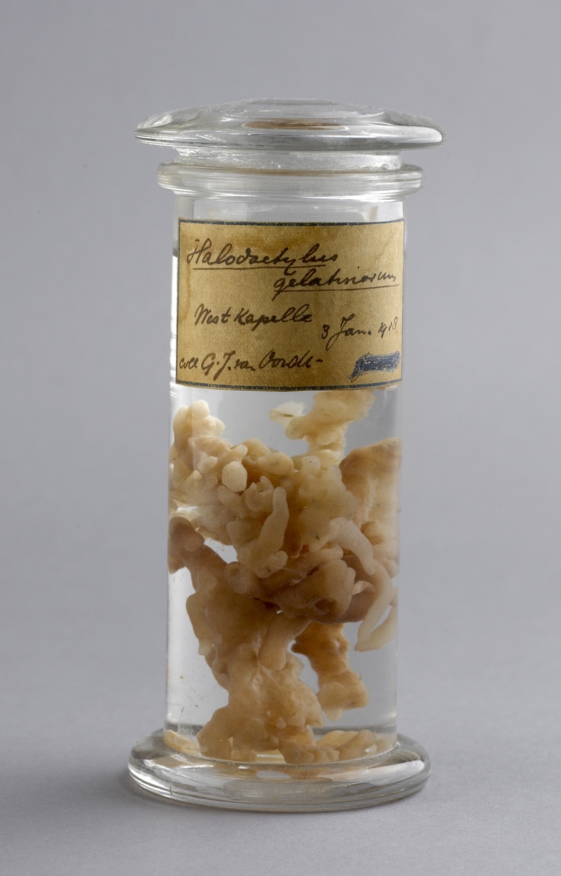 Alcyonidium gelatinosum (Linnaeus, 1761), Mosdiertje, alcoholpreparaat