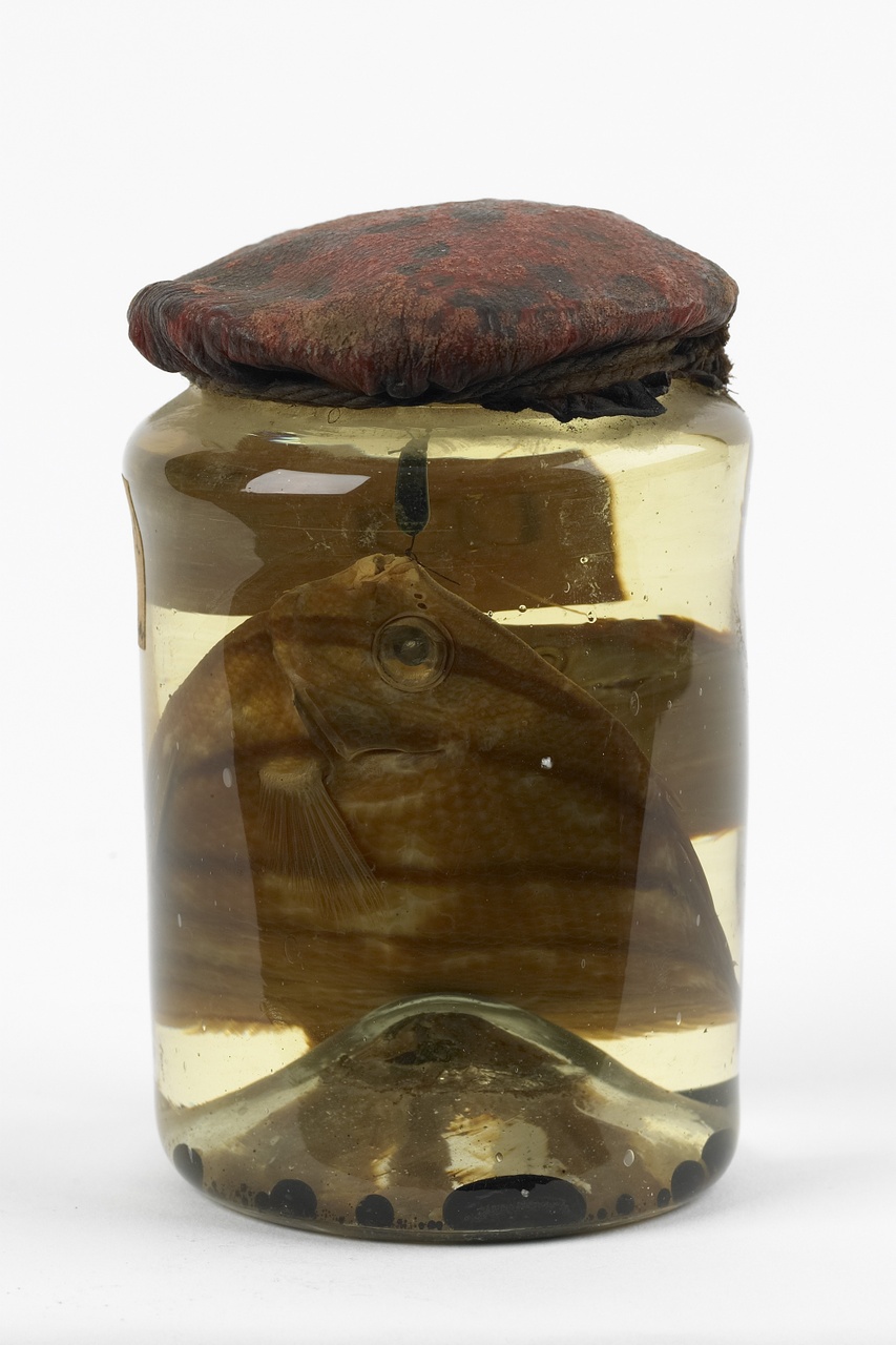 Chaetodon striatus Linnaeus, 1758, Klipvis, alcoholpreparaat