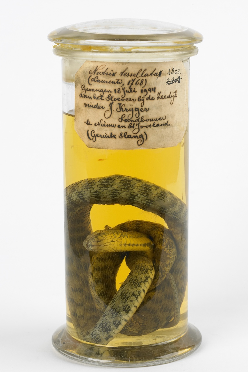 Natrix tesselata (Laurenti, 1768), Dobbelsteenslang, alcoholpreparaat