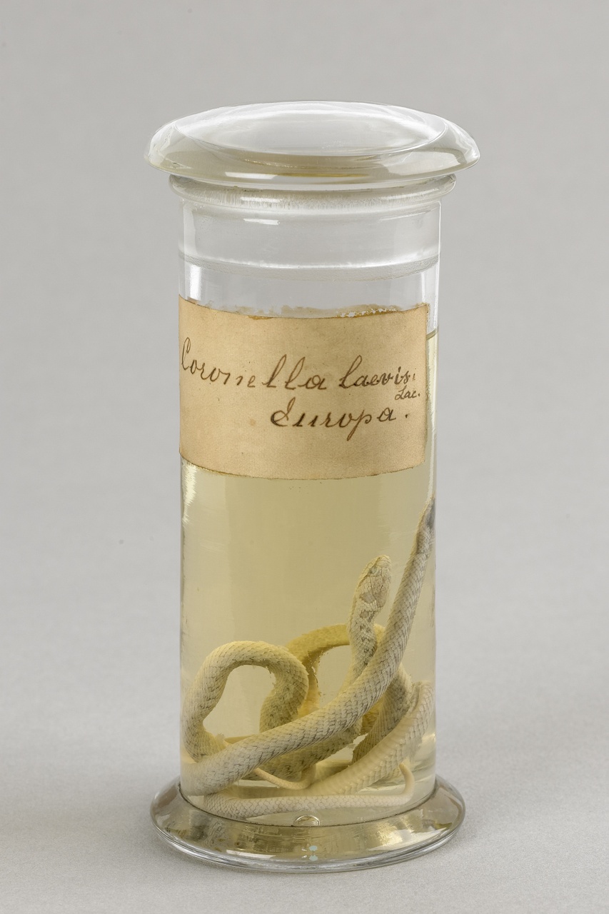 Coronella austriaca Laurenti, 1768, Gladde slang, alcoholpreparaat