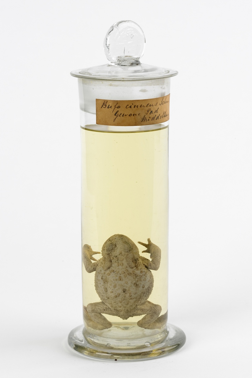 Bufo bufo (Linnaeus, 1758), Gewone pad, alcoholpreparaat