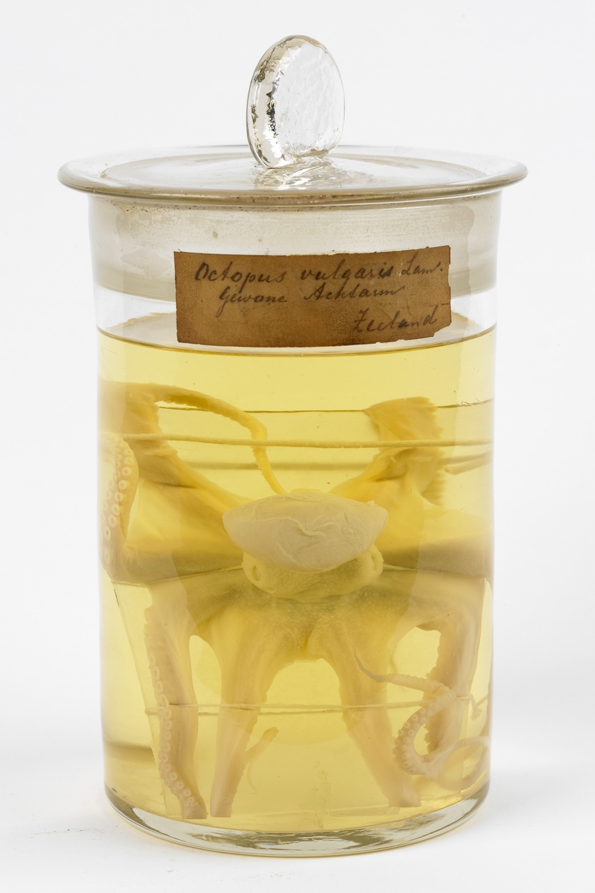 Octopus vulgaris Cuvier, 1797, Octopus, alcoholpreparaat