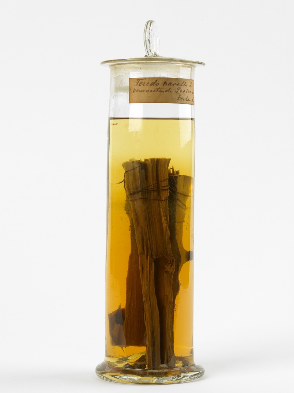 Teredo navalis Linnaeus, 1758, Paalworm, alcoholpreparaat