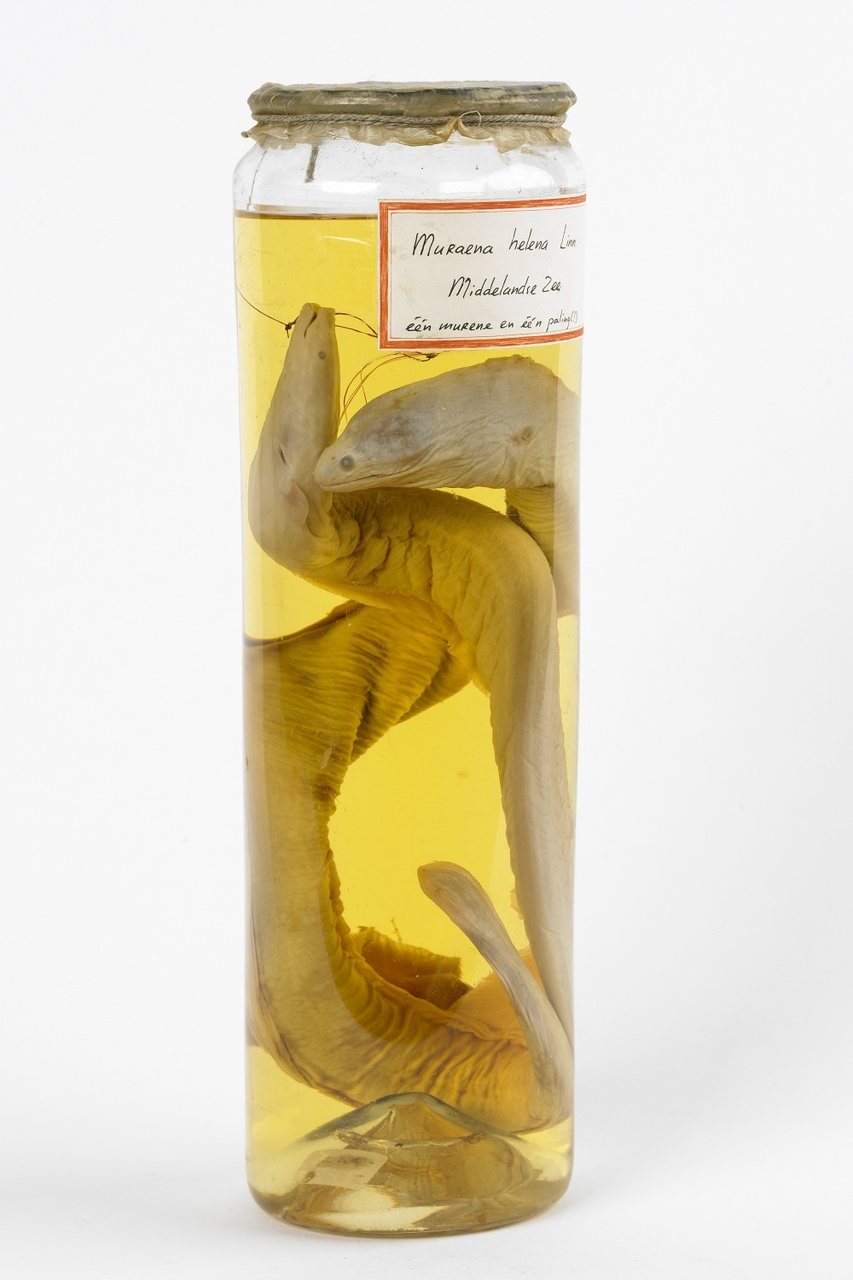 Muraena helena Linnaeus, 1758, Murene, alcoholpreparaat