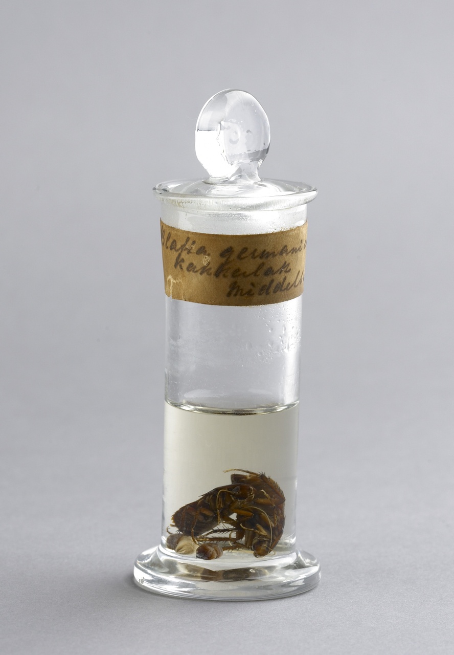 Blattella germanica (Linnaeus, 1767), Duitse kakkerlak, alcoholpreparaat