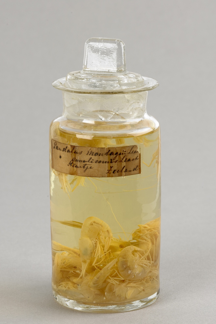 Pandalus montagui Leach, 1814, Ringsprietgarnaal, alcoholpreparaat