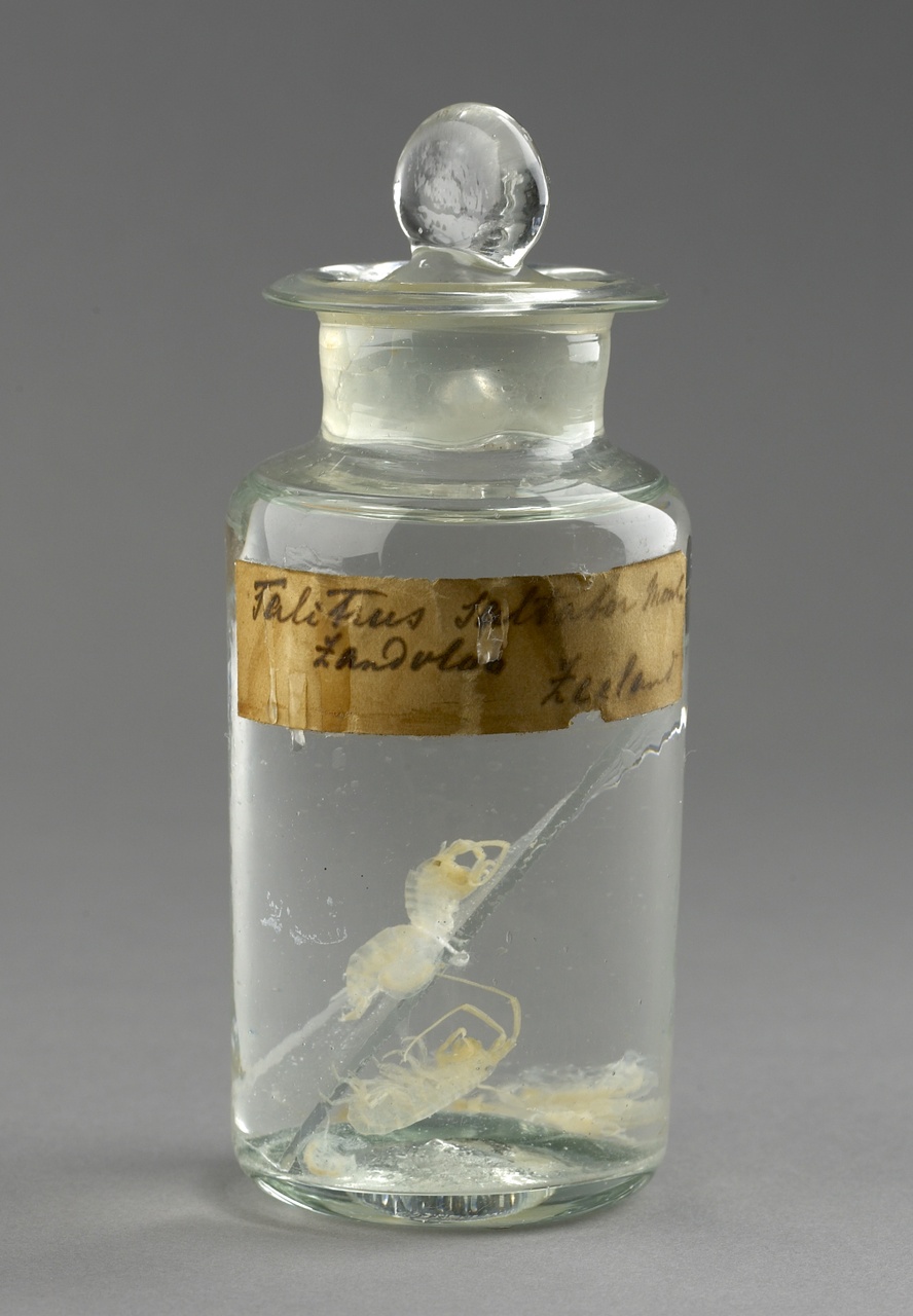 Talitrus saltator (Montagui, 1808), alcoholpreparaat