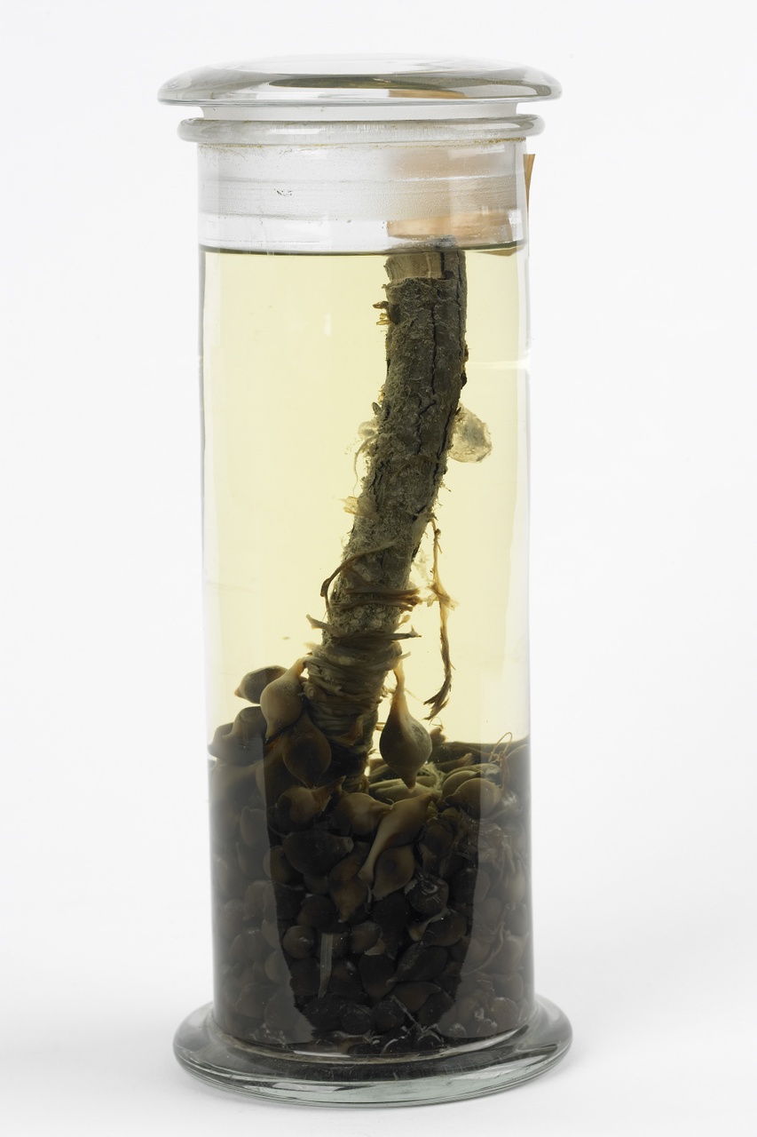 Sepia officinalis Linnaeus, 1758, Zeekat, alcoholpreparaat