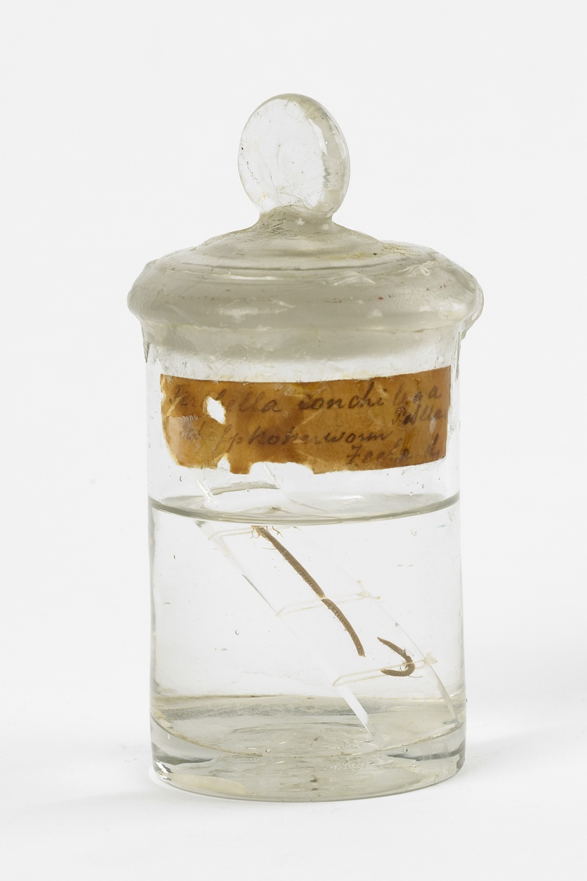 Lanice conchilega (Pallas, 1766), alcoholpreparaat
