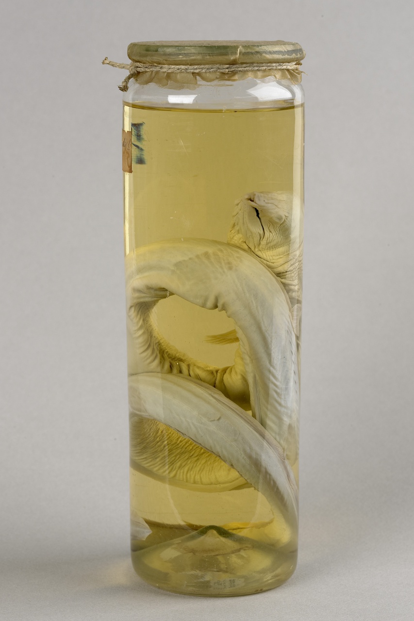 Genypterus blacodes (Forster, 1801), Australische leng, alcoholpreparaat