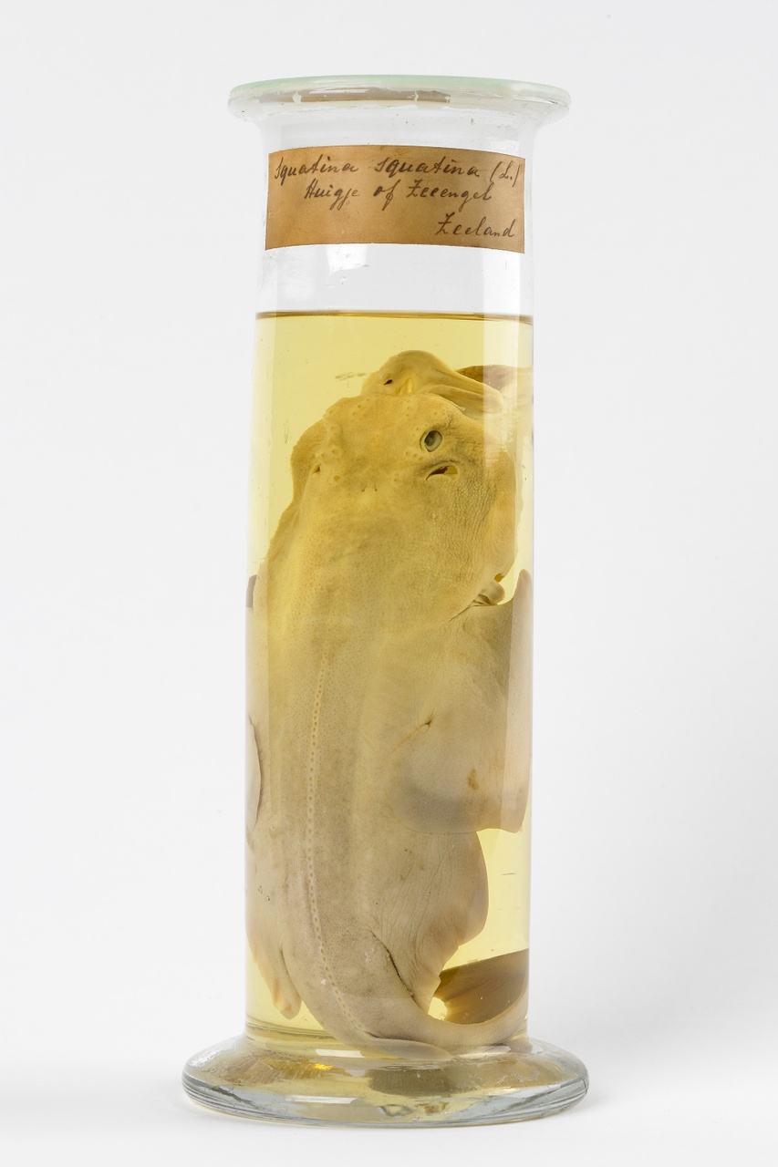 Squatina squatina (Linnaeus, 1758), Zee-engel, alcoholpreparaat