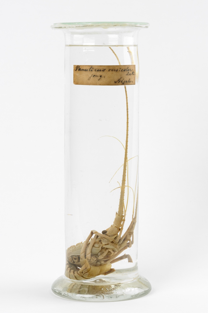 Palinurus versicolor Latreille, 1802, Soort langoeste, alcoholpreparaat