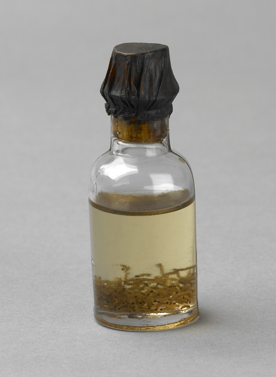 Bombyx mori Linnaeus, 1758, Zijdewormen, alcoholpreparaat