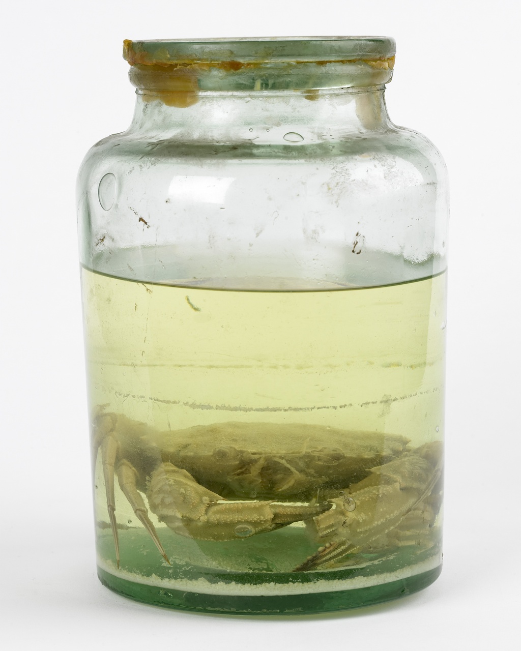 Necora puber (Linnaeus, 1776), Fluwelen zwemkrab, alcoholpreparaat