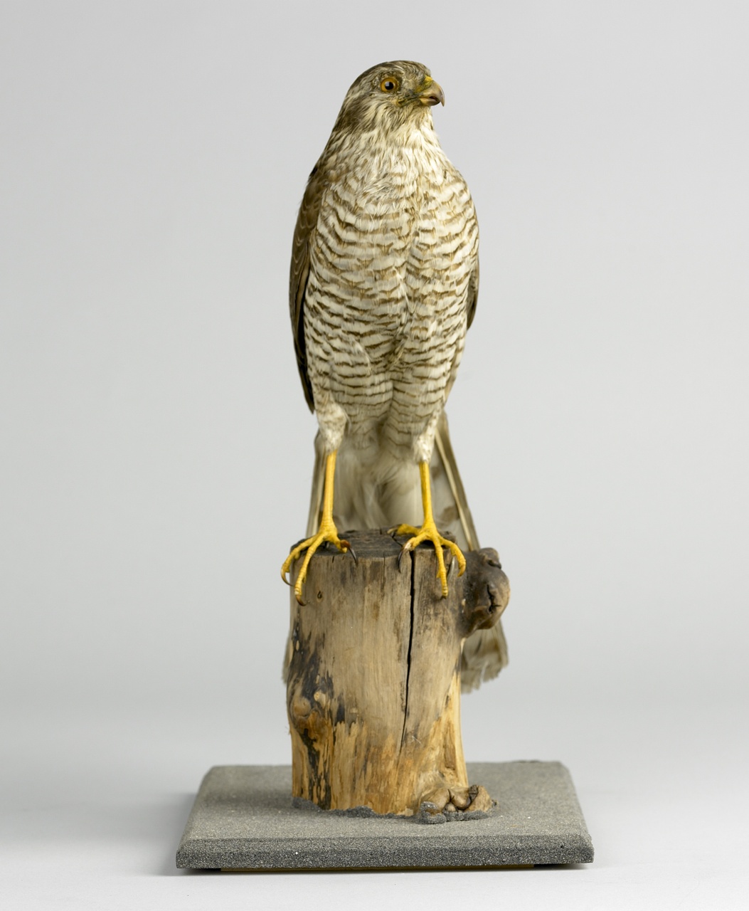 Accipiter nisus (Linnaeus 1758), Sperwer, opgezette vogel