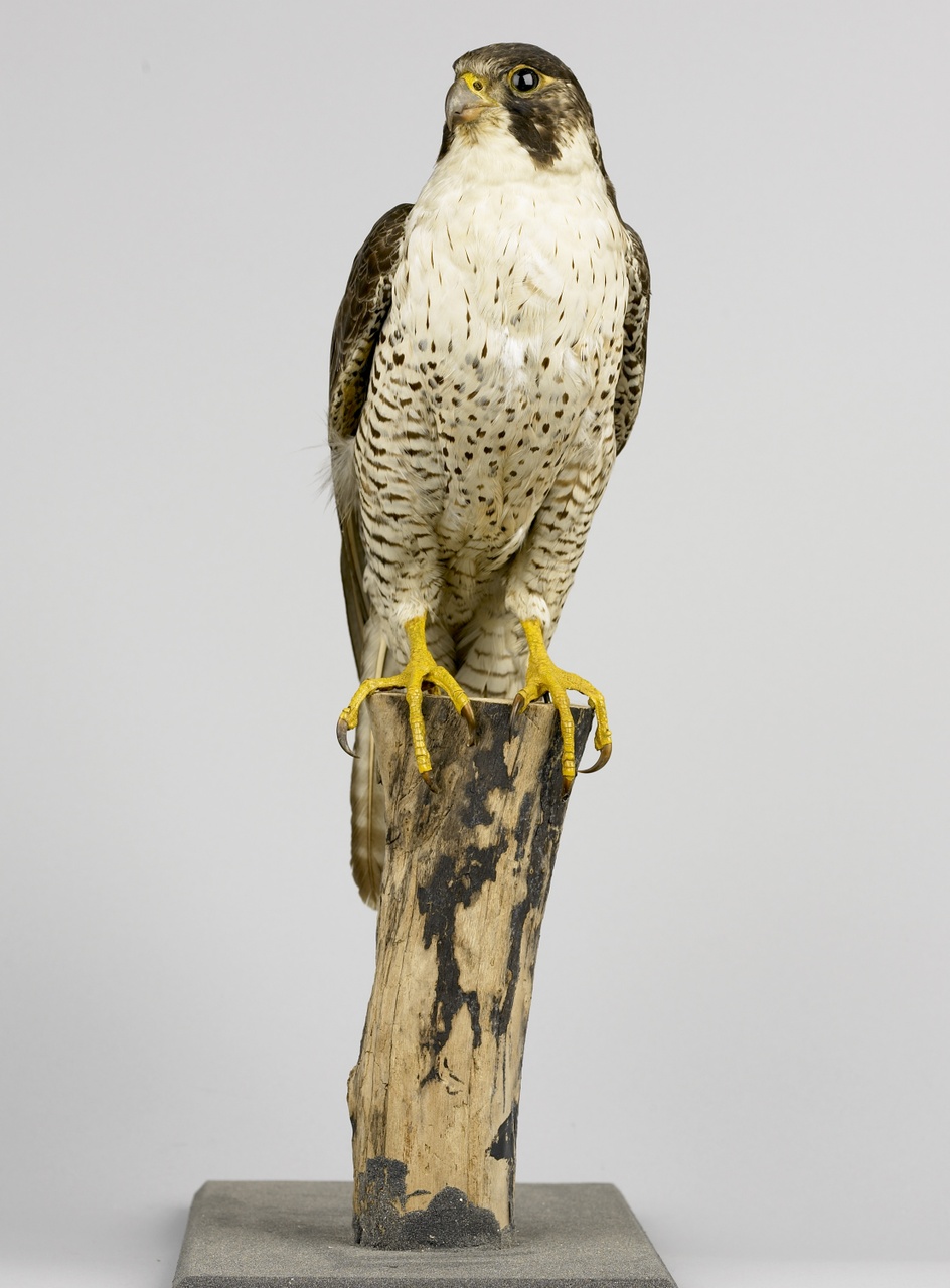Falco peregrinus Tunstall, 1771, Slechtvalk, opgezette vogel