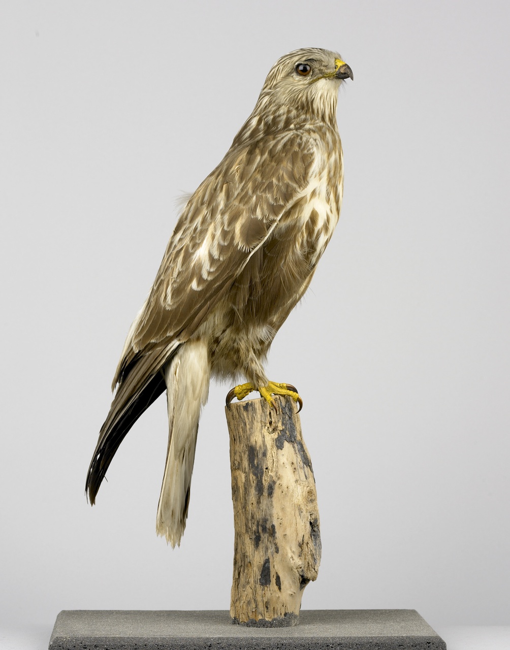 Buteo lagopus (Pontopiddan, 1763), Ruigpootbuizerd, opgezette vogel