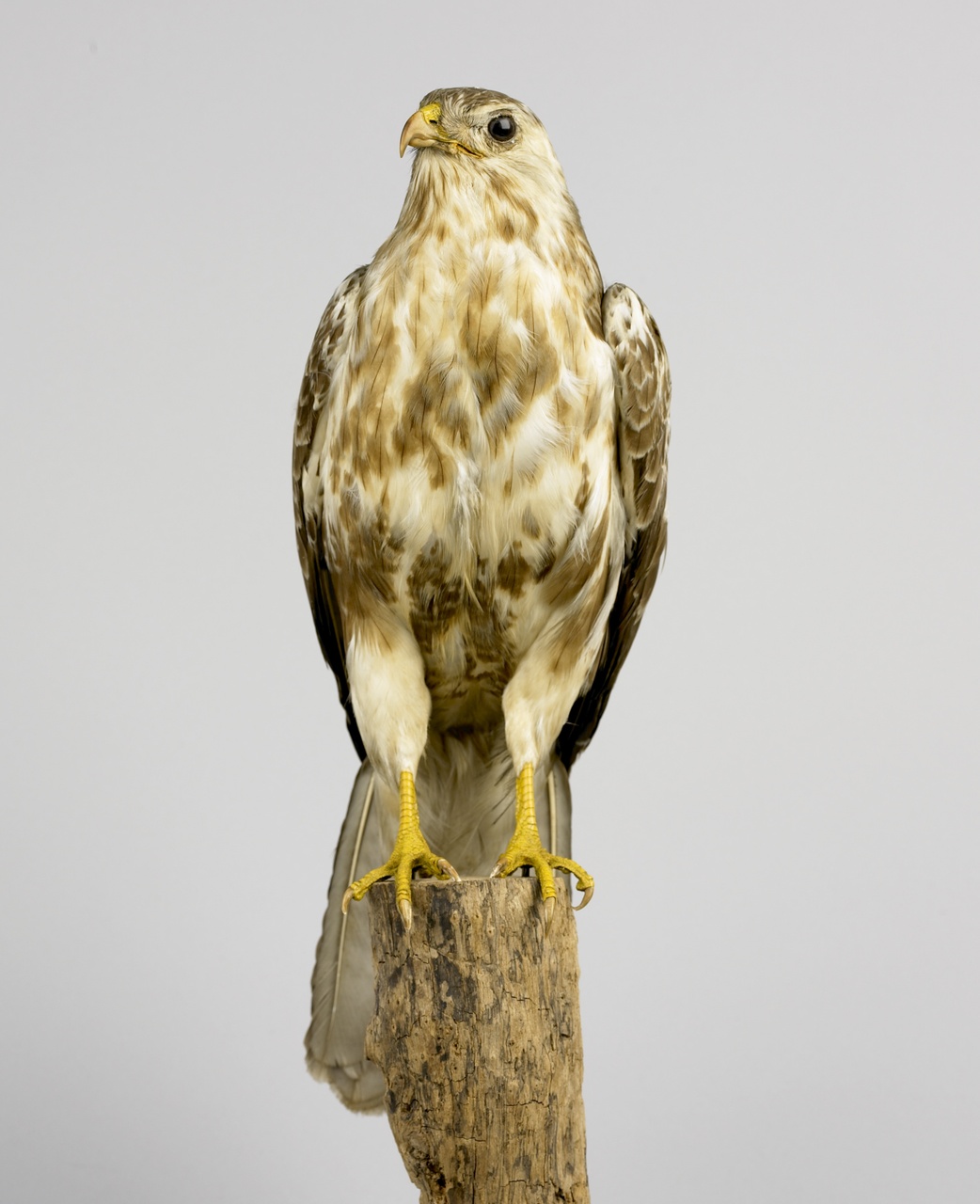 Buteo buteo (Linnaeus, 1758), Buizerd, opgezette vogel