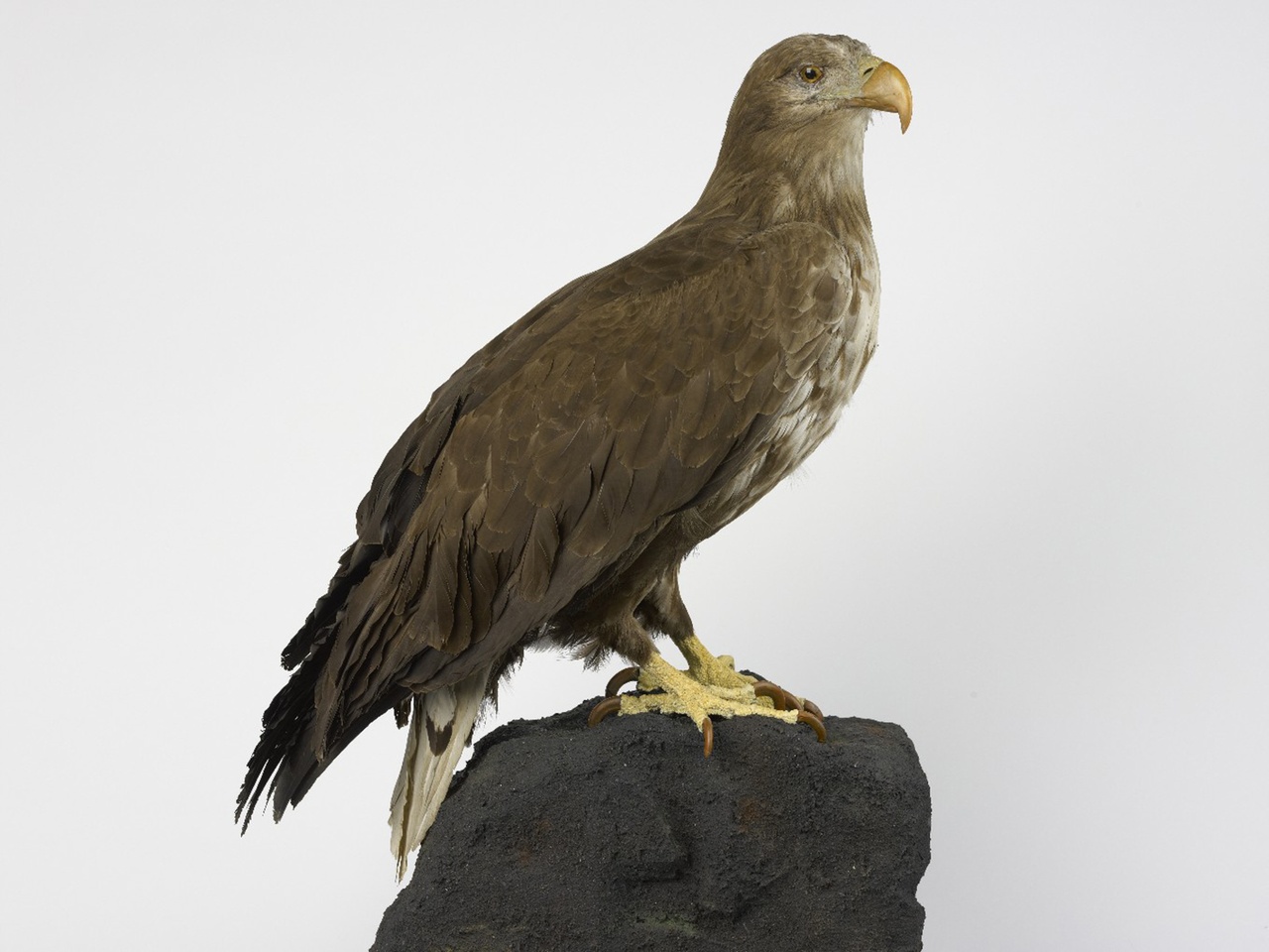 Haliaeetus albicilla (Linnaeus, 1758), Zeearend, opgezette vogel