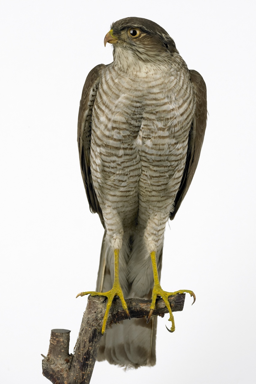 Accipiter nisus (Linnaeus 1758), Sperwer, opgezette vogel