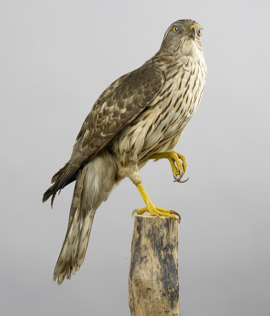 Accipiter gentilis (Linnaeus, 1758), Havik, opgezette vogel