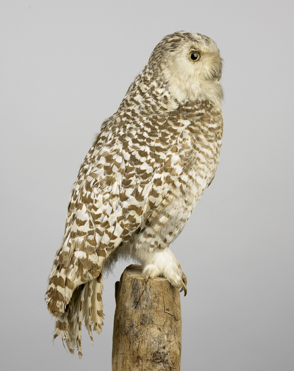 Bubo scandiacus Linnaeus, 1758, Sneeuwuil, opgezette vogel