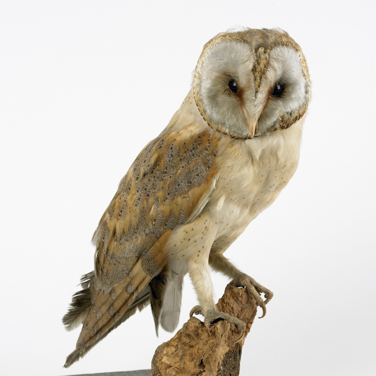 Tyto alba (Scopili, 1769), Kerkuil, opgezette vogel