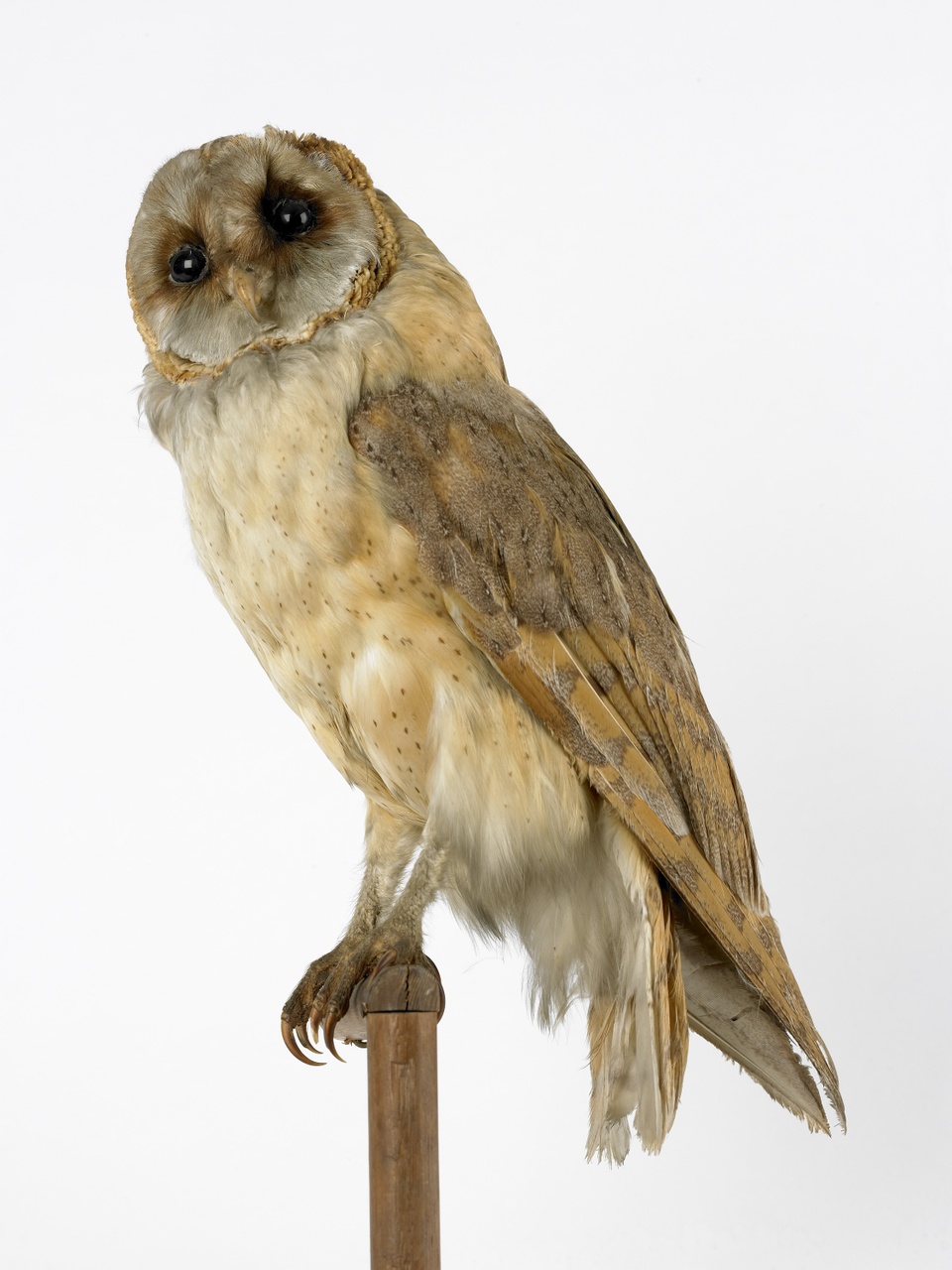 Tyto alba (Scopili, 1769), Kerkuil, opgezette vogel