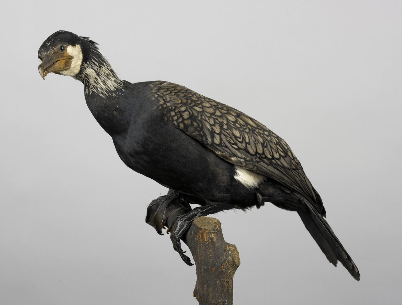 Phalacrocorax carbo (Linnaeus, 1758), Aalscholver, opgezette vogel