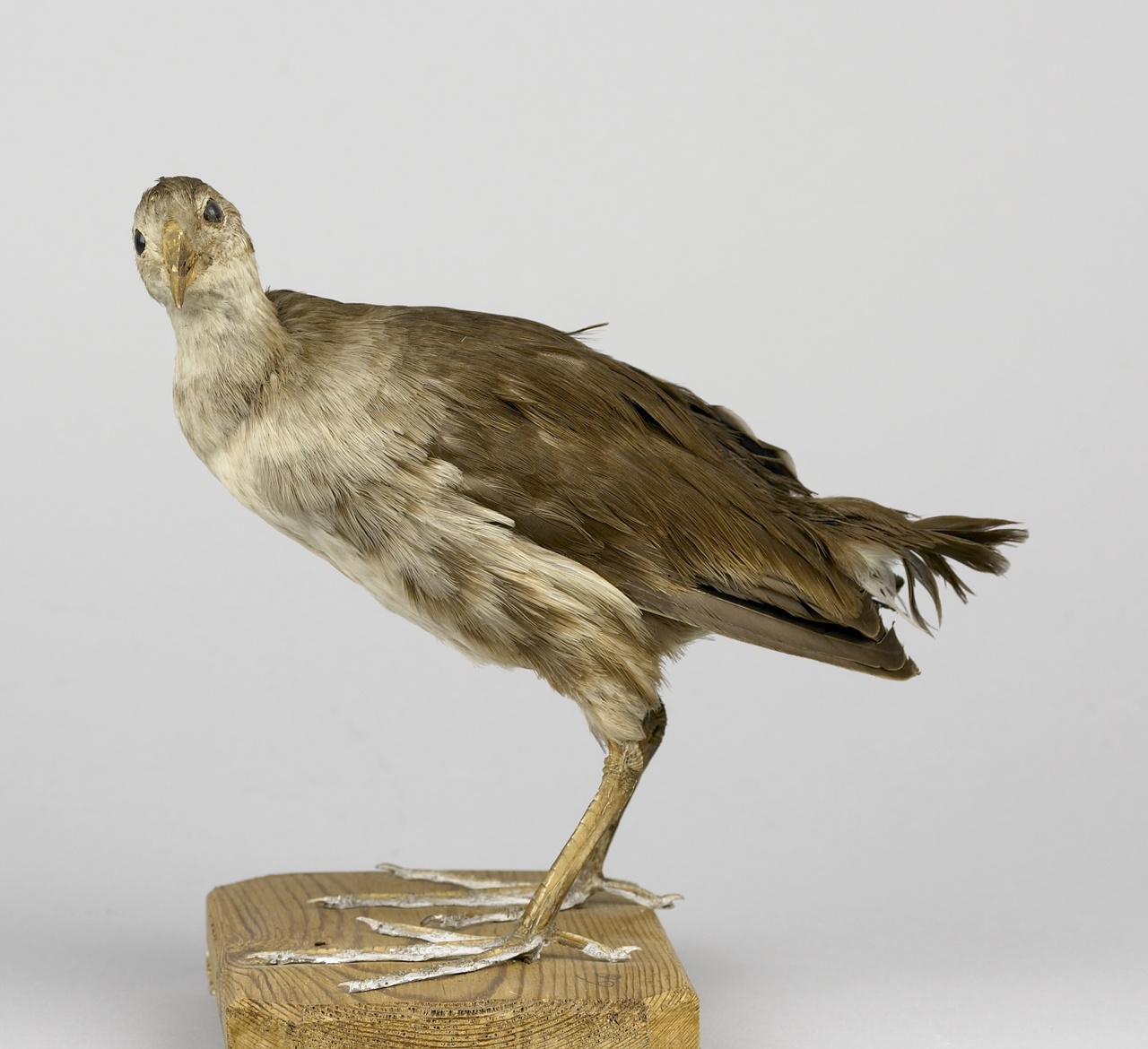 Gallinula chloropus (Linnaeus, 1758), Waterhoen, opgezette vogel