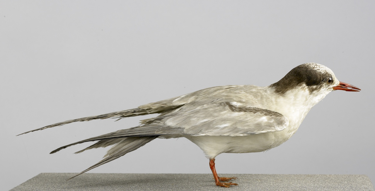 Sterna hirundo Linnaeus, 1758, Visdiefje, opgezette vogel