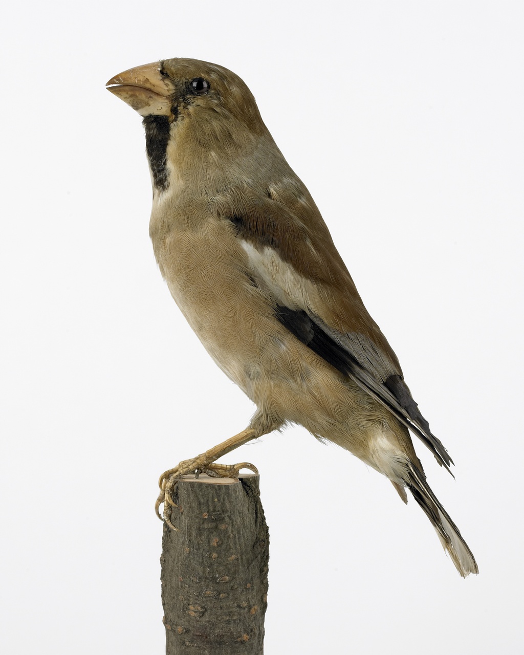 Coccothraustes coccothraustes (Linnaeus, 1758), Appelvink, opgezette vogel