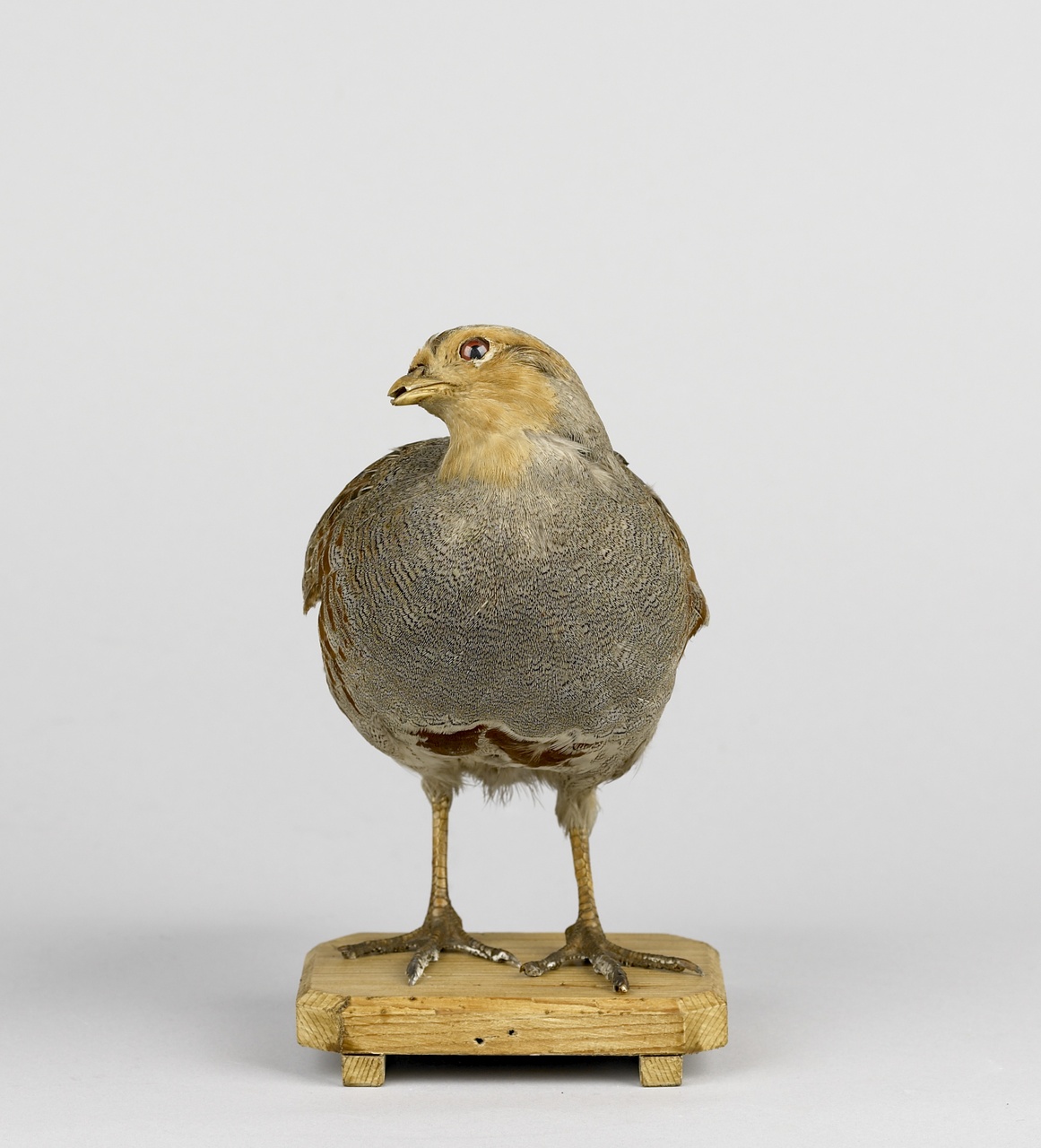 Perdix perdix (Linnaeus, 1758), Patrijs, opgezette vogel