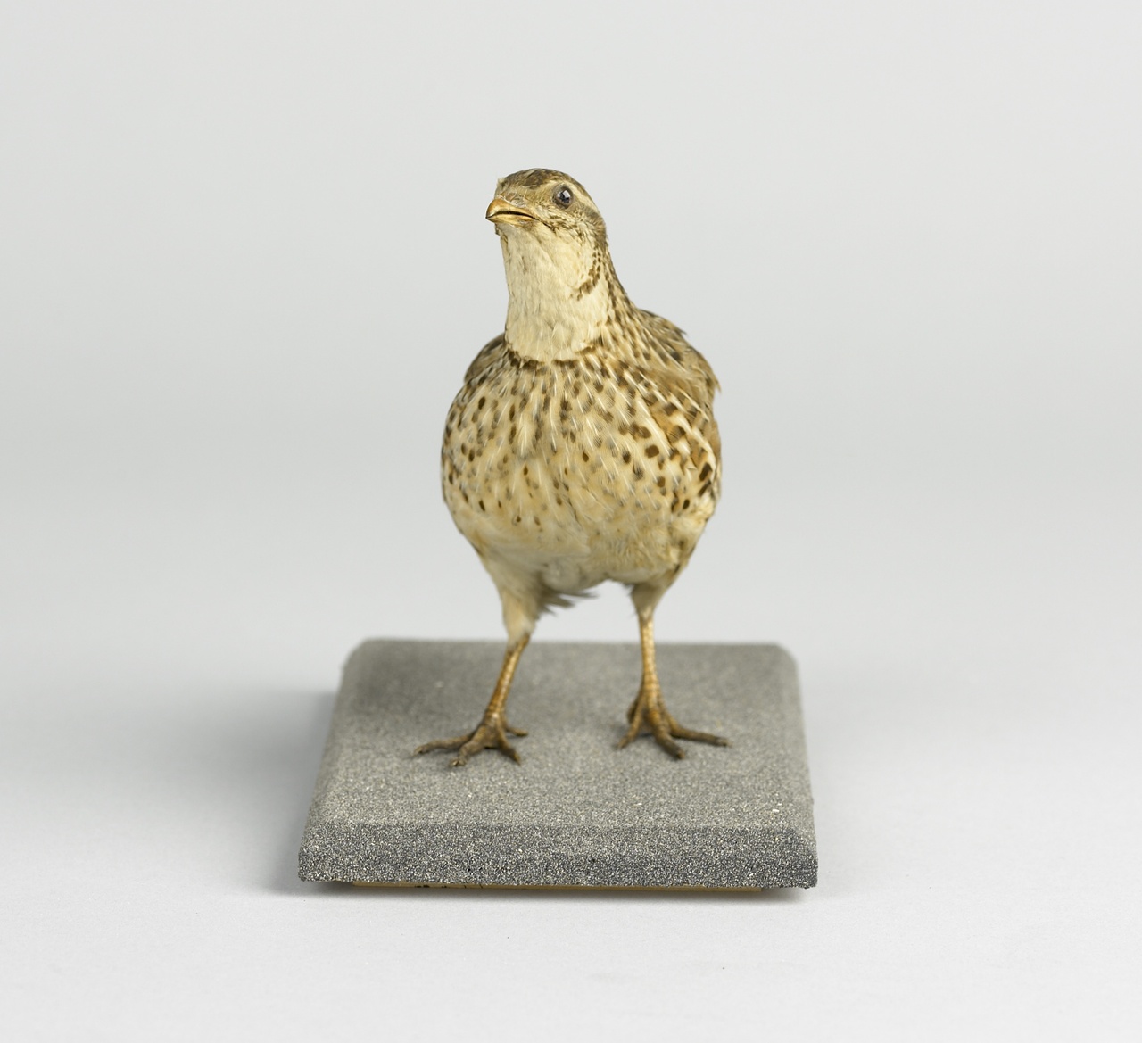 Coturnix coturnix (Linnaeus, 1758), Kwartel, opgezette vogel