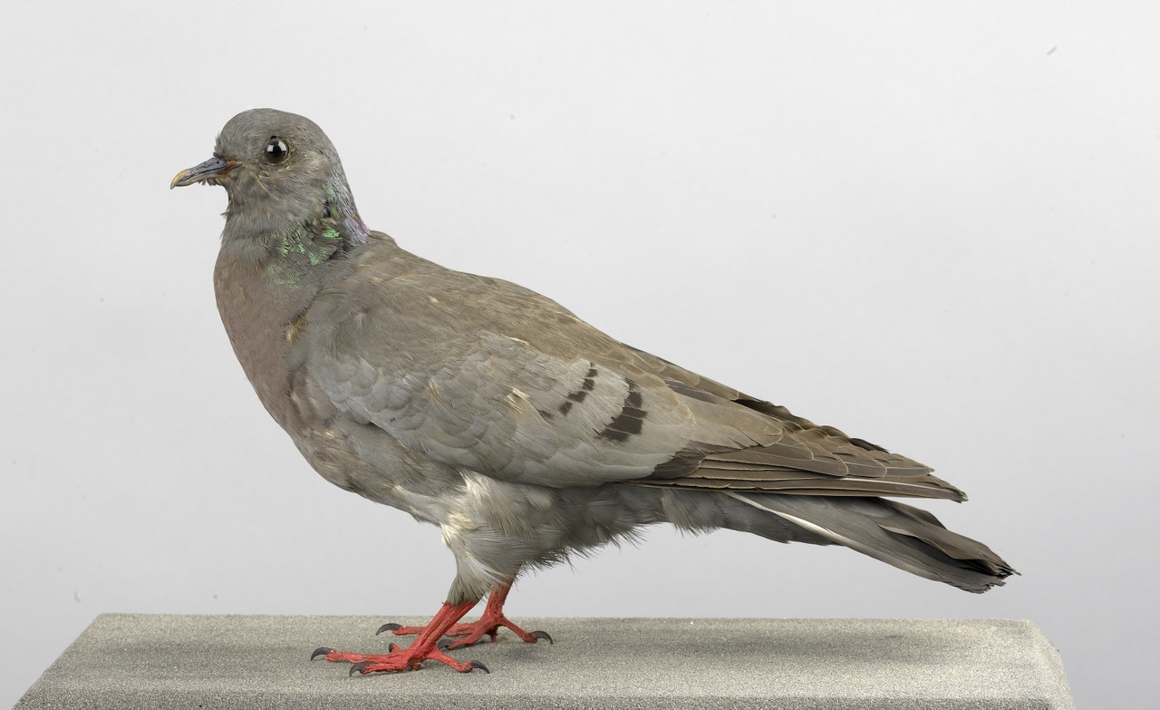 Columba oenas Linnaeus, 1758, Holenduif, opgezette vogel