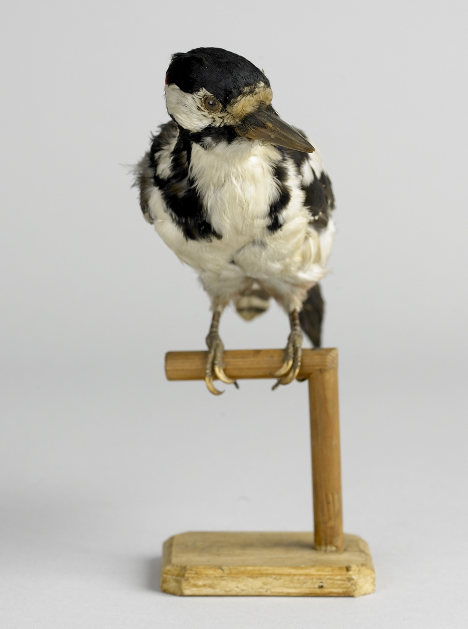 Dendrocopos major (Linnaeus, 1758), Grote bonte specht, opgezette vogel