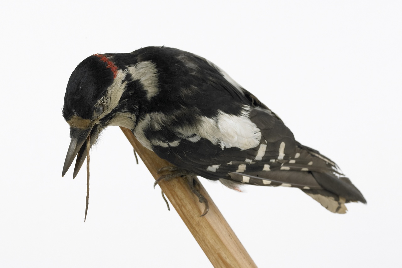 Dendrocopos major (Linnaeus, 1758), Grote bonte specht, opgezette vogel