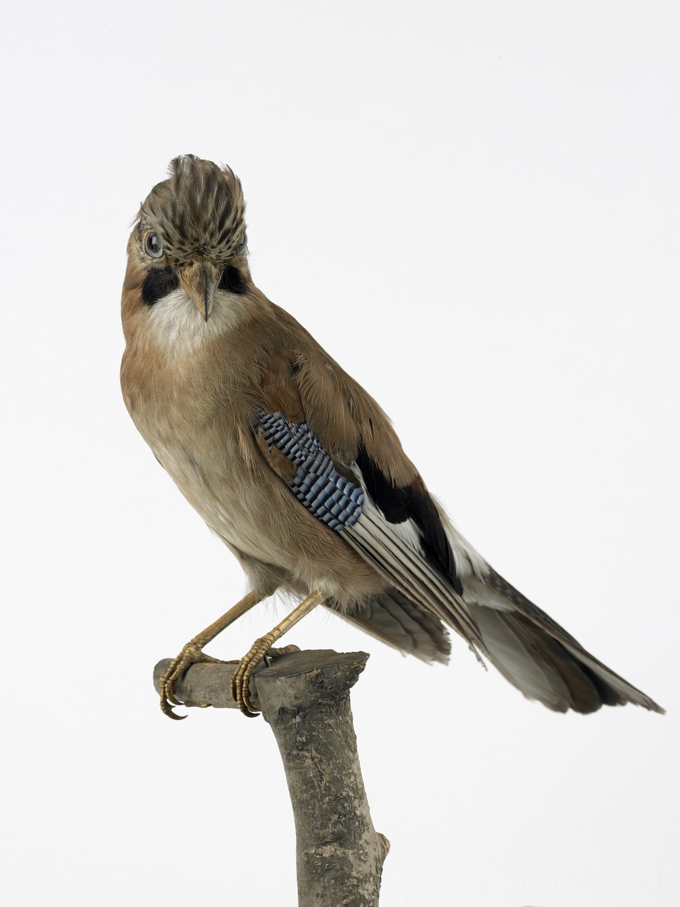 Garrulus glandarius (Linnaeus, 1758), Vlaamse gaai, opgezette vogel