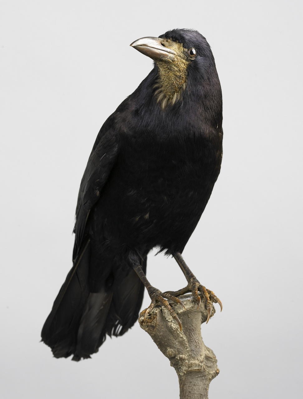 Corvus frugilegus (Linnaeus, 1758), Roek, opgezette vogel