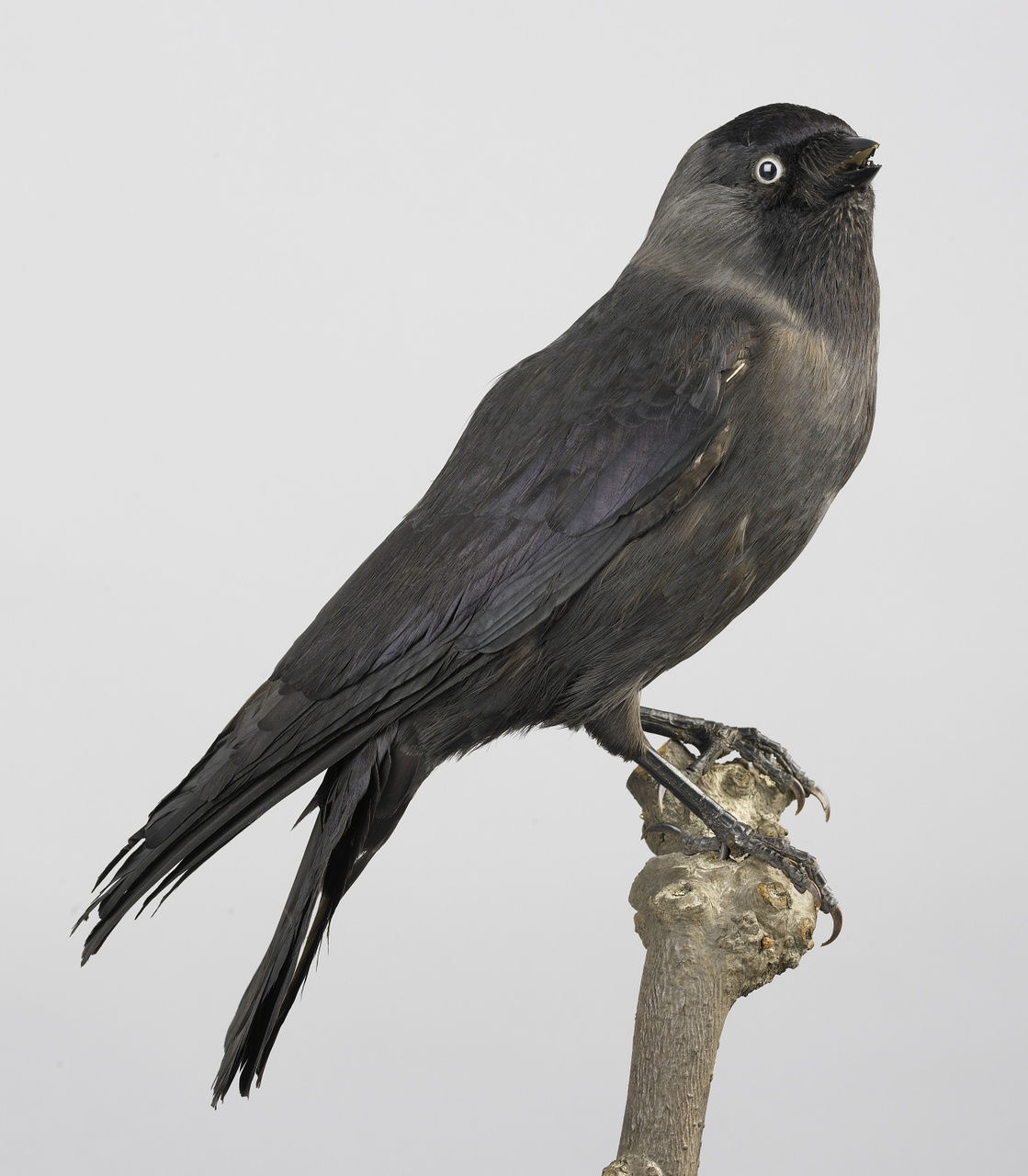 Corvus monedula Linnaeus, 1758, Kauw, opgezette vogel