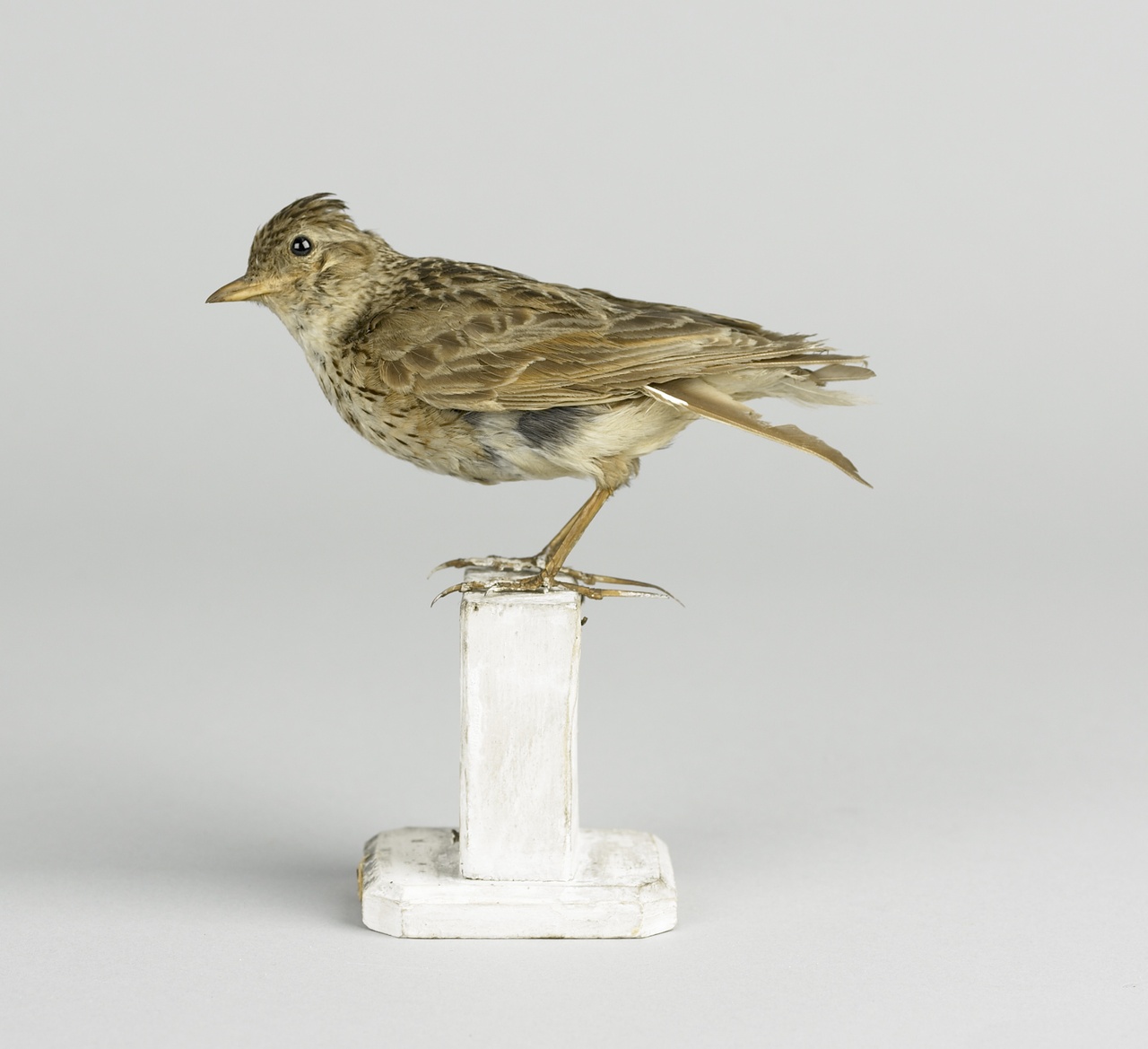 Galerida cristata (Linnaeus, 1758), Kuifleeuwerik, opgezette vogel
