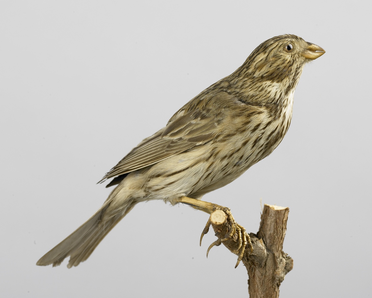 Emberiza calandra Linnaeus, 1758, Grauwe gors, opgezette vogel