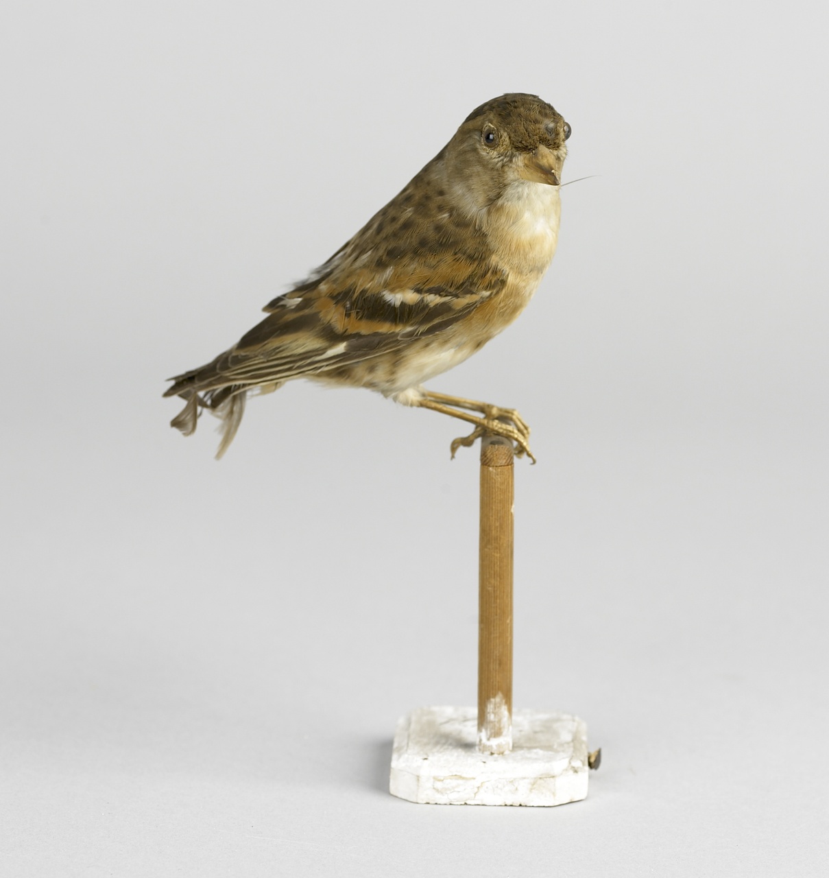 Fringilla montifringilla Linnaeus, 1758, Keep, opgezette vogel