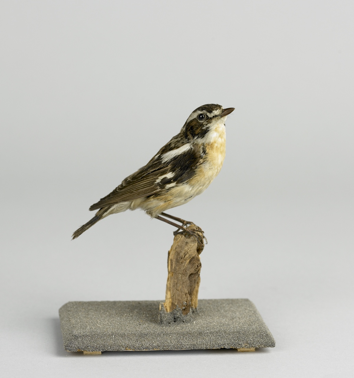 Saxicola rubetra (Linnaeus, 1758), Roodborsttapuit, opgezette vogel