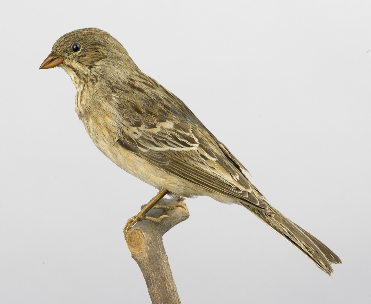 Emberiza hortulana Linnaeus, 1758, Ortolaan, opgezette vogel